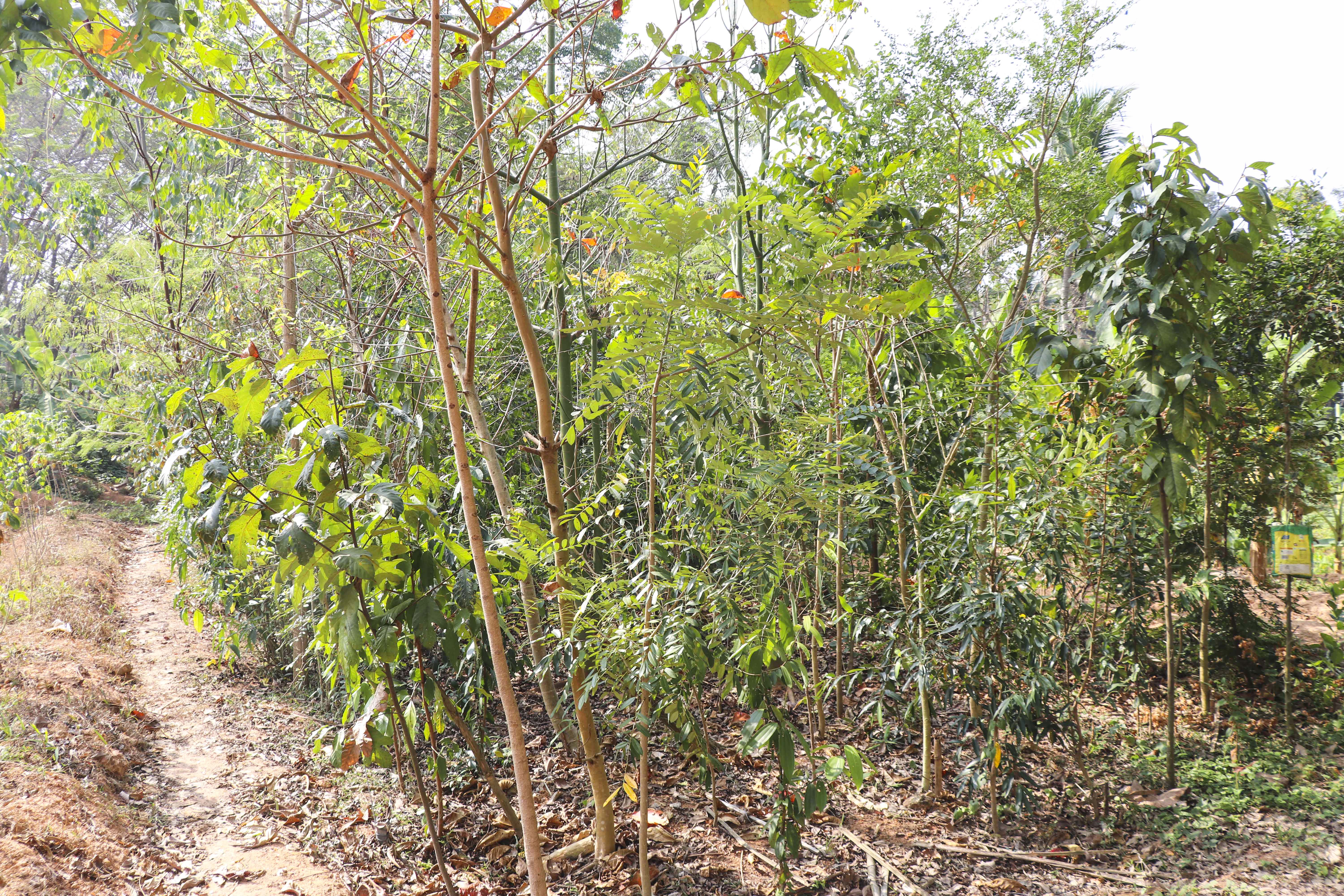Green Miyawaki Forest